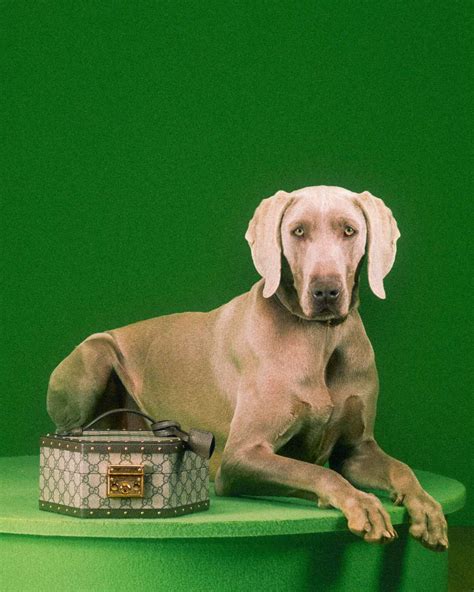 Gucci: Gucci Introduces Its New Pet Collection 